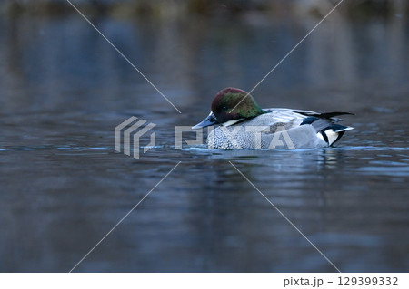 公園の湖や池で冬に見られる緑色とワインレッドの頭が美しい野鳥、ヨシガモ 公園の湖や池で冬に見られる緑色とワインレッドの頭が美しい野鳥、ヨシガモ 129399332