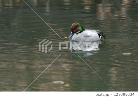 公園の湖や池で冬に見られる緑色とワインレッドの頭が美しい野鳥、ヨシガモ 129399334