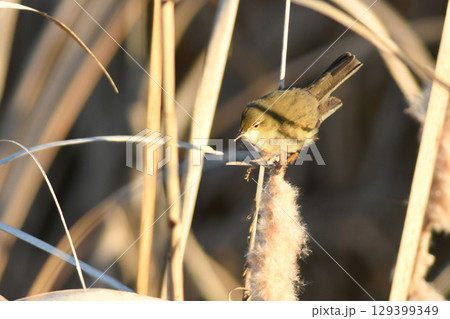 印旛沼で記録されためったに見られない珍しい渡り鳥、シベリアヨシキリ 印旛沼で記録されためったに見られない珍しい渡り鳥、シベリアヨシキリ 129399349