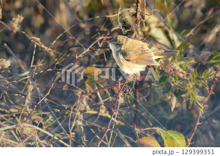 印旛沼で記録されためったに見られない珍しい渡り鳥、シベリアヨシキリ 印旛沼で記録されためったに見られない珍しい渡り鳥、シベリアヨシキリ 129399351