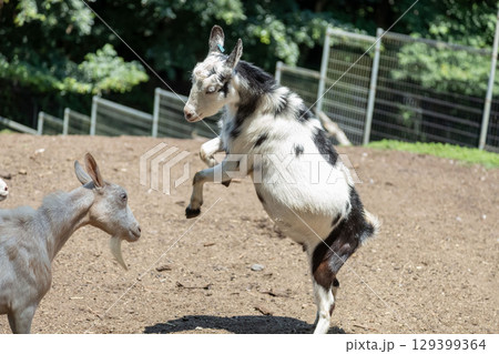 ヤギ同志の頭突きはコミュニケーションの一つ【ウシ科ヤギ属】 ヤギ同志の頭突きはコミュニケーションの一つ【ウシ科ヤギ属】 129399364