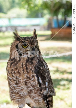 鮮やかな黄色の虹彩を持つアフリカワシミミズクの目線 鮮やかな黄色の虹彩を持つアフリカワシミミズクの目線 129399368