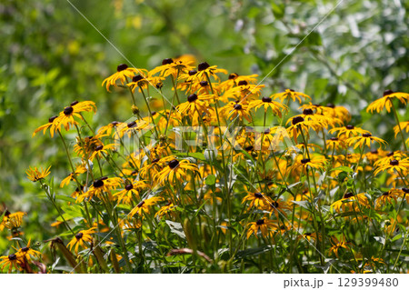 群生するヒメヒマワリ 129399480