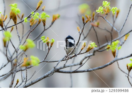 初夏に公園や高原で見られる身近なかわいい野鳥、人懐っこいヒガラ 129399486