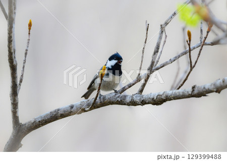 初夏に公園や高原で見られる身近なかわいい野鳥、人懐っこいヒガラ 129399488