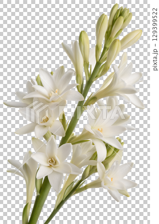 Elegant white tuberose flowers in full bloom, fragrant floral spray isolated on transparent background Elegant white tuberose flowers in full bloom, fragrant floral spray isolated on transparent background 129399522