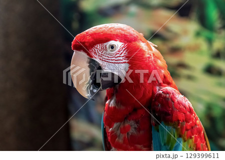 ベニコンゴウインコの顔立ち 129399611