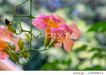 橙色の綺麗な花ノウゼンカズラはつる植物【ノウゼンカズラ科】 129399613