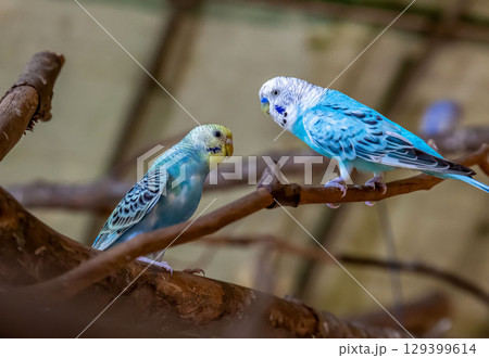 コバルトセキセイインコ【インコ科セキセイインコ属】 コバルトセキセイインコ【インコ科セキセイインコ属】 129399614