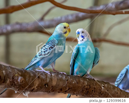 コバルトセキセイインコ【インコ科セキセイインコ属】 129399616