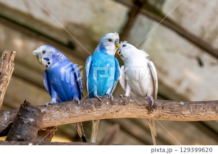 コバルトセキセイインコ【インコ科セキセイインコ属】 129399620