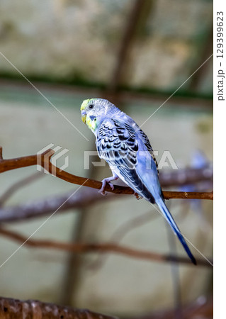 コバルトセキセイインコ【インコ科セキセイインコ属】 コバルトセキセイインコ【インコ科セキセイインコ属】 129399623