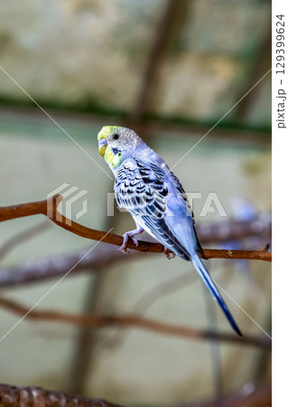 コバルトセキセイインコ【インコ科セキセイインコ属】 コバルトセキセイインコ【インコ科セキセイインコ属】 129399624