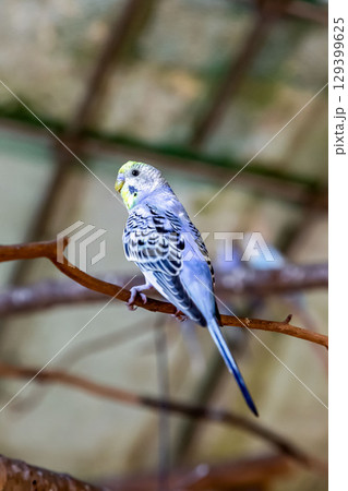 コバルトセキセイインコ【インコ科セキセイインコ属】 コバルトセキセイインコ【インコ科セキセイインコ属】 129399625