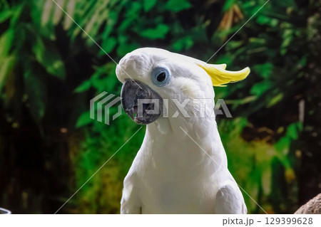 黄色い冠羽が特長のキバタン【オウム】 129399628