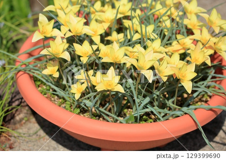 チューリップの花 ティンカ チューリップの花 ティンカ 129399690