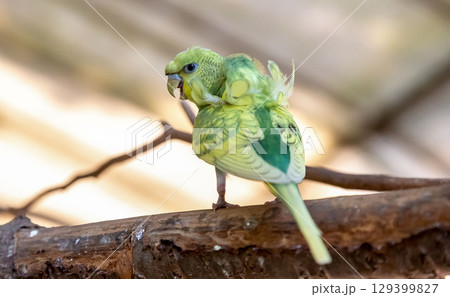 レンズを嫌がるセキセイインコ【インコ科セキセイインコ属】 レンズを嫌がるセキセイインコ【インコ科セキセイインコ属】 129399827