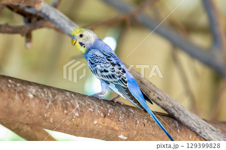 コバルトセキセイインコ【インコ科セキセイインコ属】 コバルトセキセイインコ【インコ科セキセイインコ属】 129399828