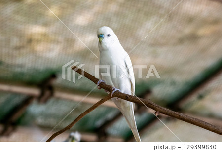 真っ白なセキセイインコ【インコ科セキセイインコ属】 真っ白なセキセイインコ【インコ科セキセイインコ属】 129399830