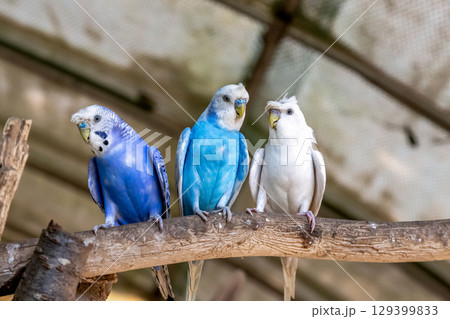 コバルトセキセイインコ【インコ科セキセイインコ属】 129399833