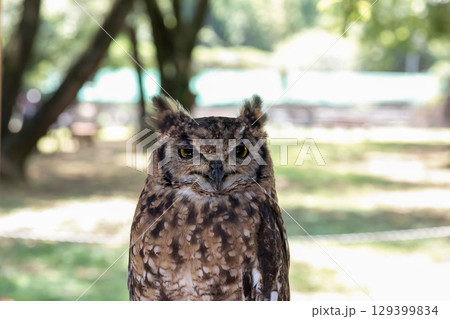 鮮やかな黄色の虹彩を持つアフリカワシミミズクの目線 129399834