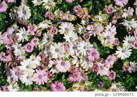 Floral background. White and pink daisy summer flowers. 129400073