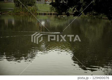 Peaceful lake view, nature summer background Peaceful lake view, nature summer background 129400076