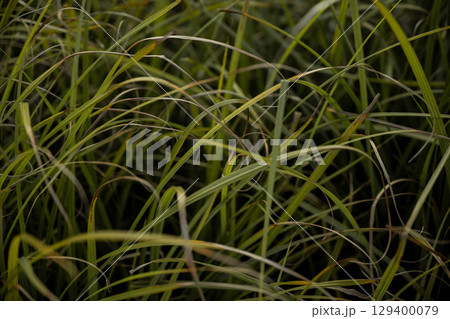 Abstract long green grass summer plant background 129400079