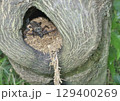 ウスバカミキリ 129400269