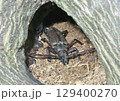 ウスバカミキリ 129400270