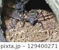 ウスバカミキリ 129400271