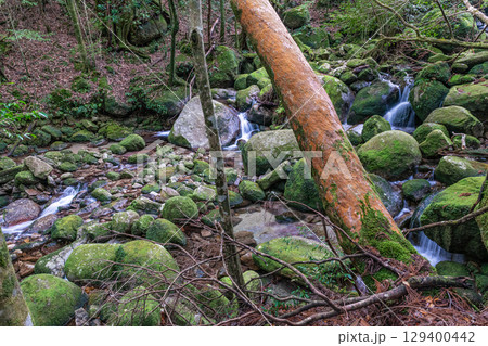 屋久島国立公園　ヒメシャラと神が宿る谷(冬 129400442