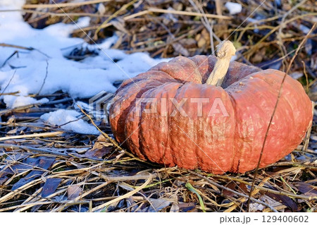 A large, slightly weathered orange pumpkin sits on a bed of grass and leaves, with patches of melting snow in the background. A large, slightly weathered orange pumpkin sits on a bed of grass and leaves, with patches of melting snow in the background. 129400602