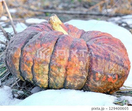 Rough old pumpkin lying on melting snow in late autumn field Rough old pumpkin lying on melting snow in late autumn field 129400605