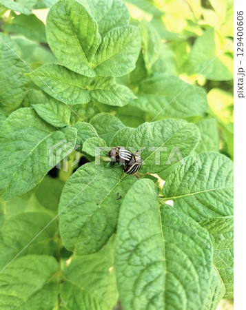 Close-up photo of Colorado beetles on potato plant foliage in natural light. Represents crop damage, agricultural pests, and organic farming threats.  129400606
