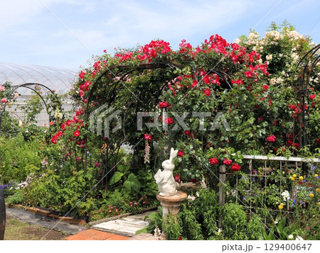 薔薇のアーチに囲まれた道 129400647