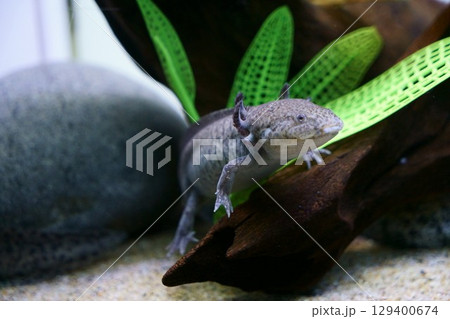 8131　アクアリウム　メキシコサンショウウオ 129400674