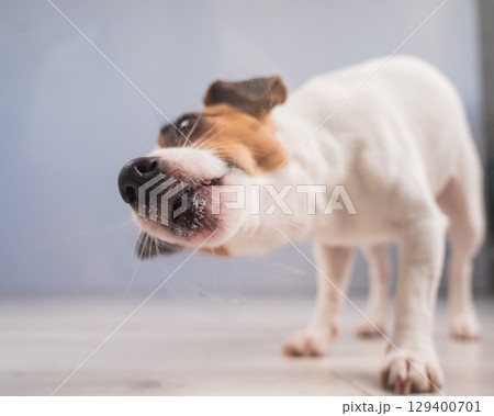 Jack Russell Terrier Dog Licking Glass.  129400701