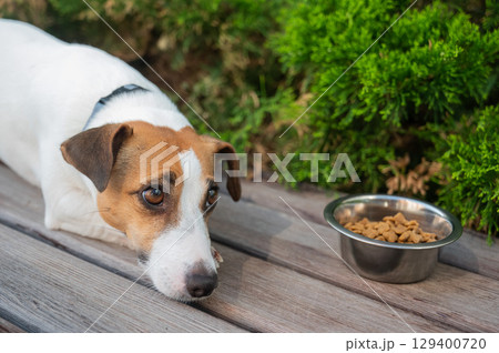 Sad dog lies next to food bowl. No appetite. 129400720
