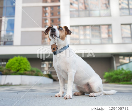 Jack Russell Terrier Dog Holding Apartment Keys.  129400751