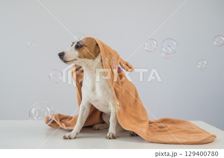 Jack Russell Terrier dog in a towel on a white background. Jack Russell Terrier dog in a towel on a white background. 129400780