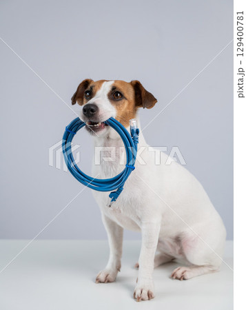 Jack Russell Terrier Dog Chewing Internet Wire. Jack Russell Terrier Dog Chewing Internet Wire. 129400781