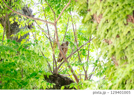 【野鳥】木の枝から様子を見るアオバズク 【野鳥】木の枝から様子を見るアオバズク 129401005