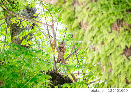 【野鳥】木の枝から様子を見るアオバズク 129401009