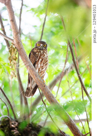 【野鳥】木の枝から様子を見るアオバズク 【野鳥】木の枝から様子を見るアオバズク 129401013