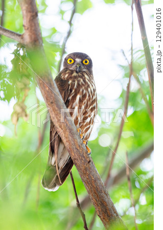 【野鳥】木の枝から様子を見るアオバズク 【野鳥】木の枝から様子を見るアオバズク 129401016