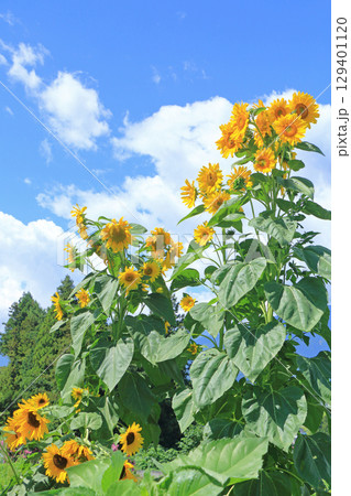 夏空とヒマワリ 129401120