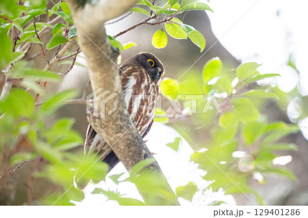 【野鳥】木の枝から様子を見るアオバズク 129401286