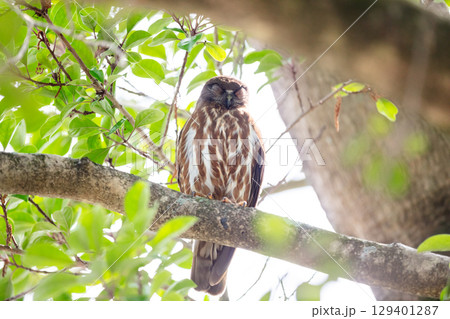 【野鳥】木の枝から様子を見るアオバズク 129401287