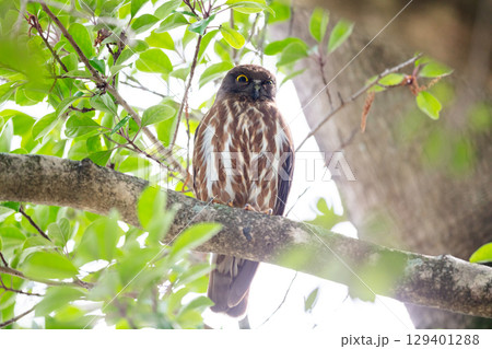 【野鳥】木の枝から様子を見るアオバズク 129401288
